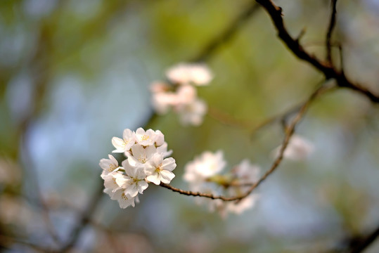 几朵白色东京樱花特写