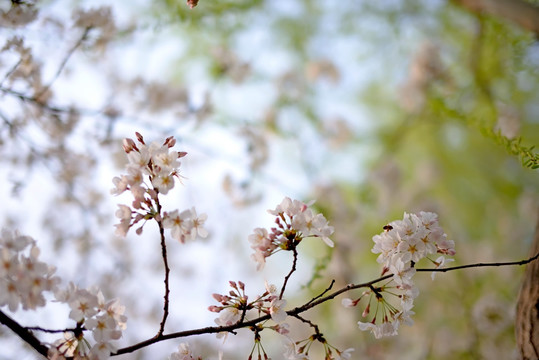 东京樱花花枝近景虚化