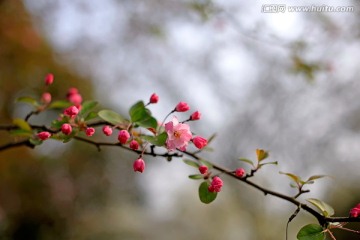 垂丝海棠花一枝