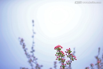 春天的垂丝海棠花壁纸美图