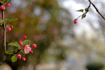 垂丝海棠花近景特写