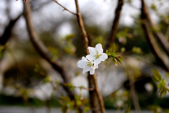 大岛樱花朵近景特写