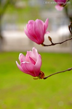 春天庭院花卉两朵红玉兰花