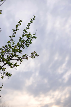 夕阳下春天的嫩叶壁纸美图