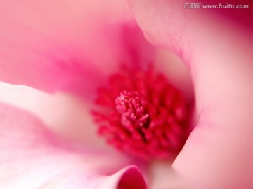 红玉兰花蕊花心微距特写壁纸