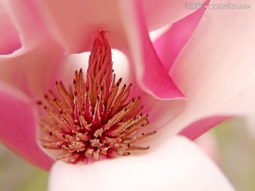 红玉兰花花蕊花心微距特写