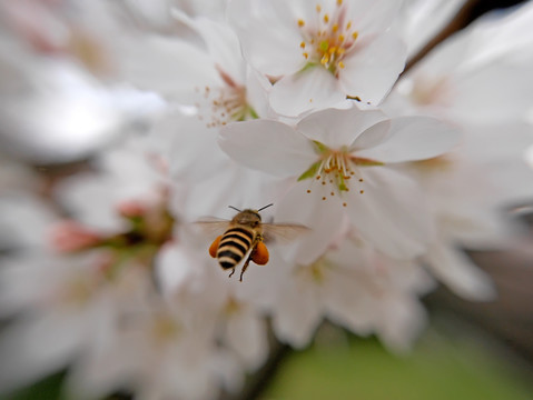 日本早樱花蕊特写和蜜蜂