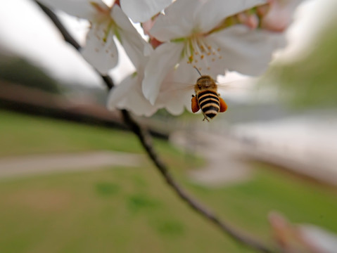 日本早樱和蜜蜂