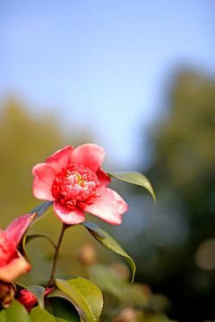 一朵红色山茶花竖版壁纸