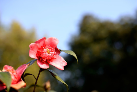 一朵红色山茶花壁纸