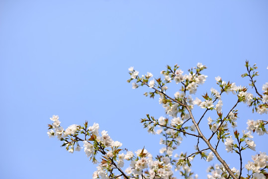 白色东京樱花花丛