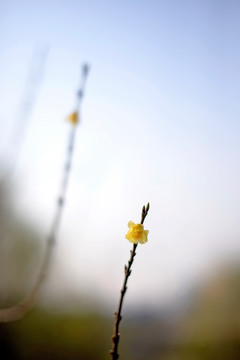 腊梅花枝和一朵黄色花