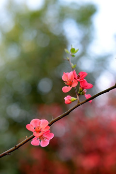 贴梗海棠花卉装饰画壁纸