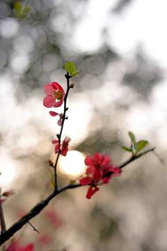 贴梗海棠花卉装饰画壁纸