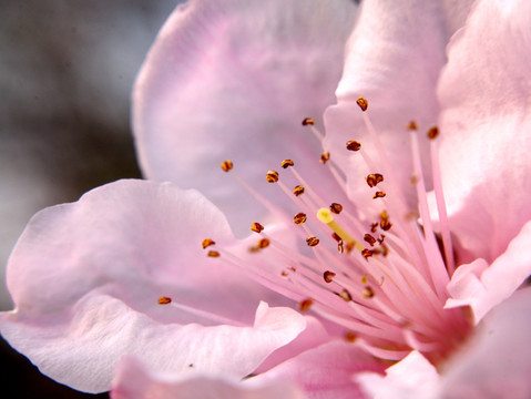 粉色桃花花蕊微距特写