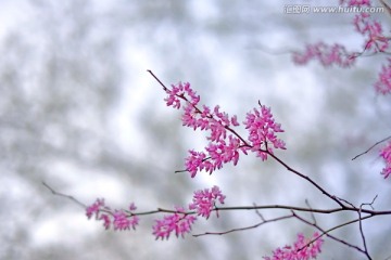 几枝紫荆花近景