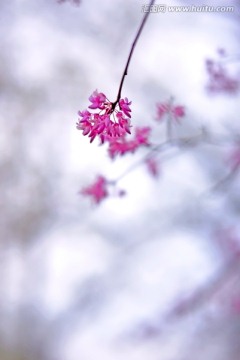 一枝紫荆花插图