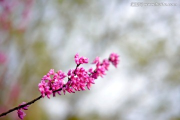 一枝紫荆花近景