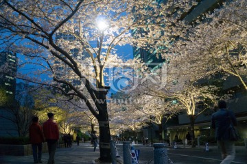 东京六本木 樱花