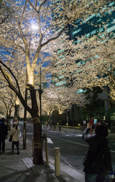 东京六本木 樱花