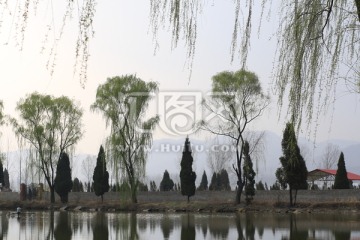 池塘风景