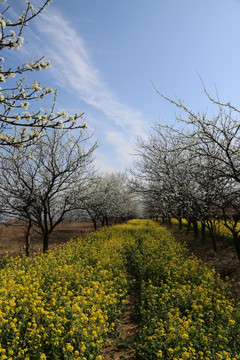 油菜花