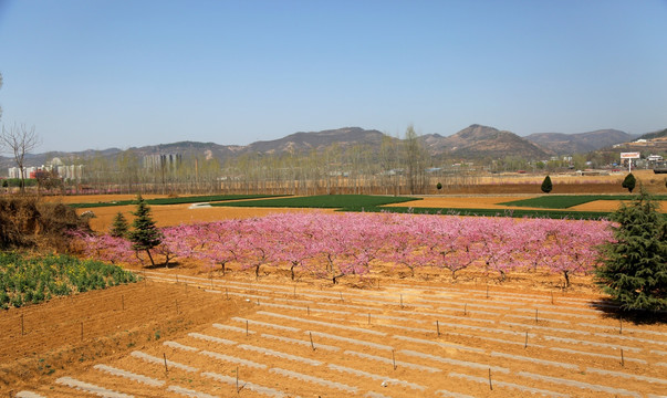 桃花圆