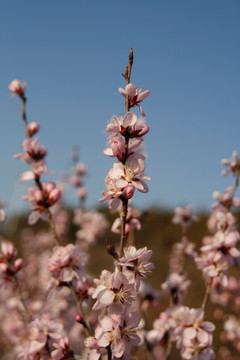 繁花