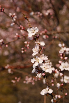 山上桃花开