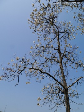 开花的泡桐树