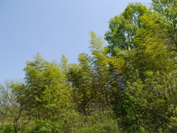 竹園
