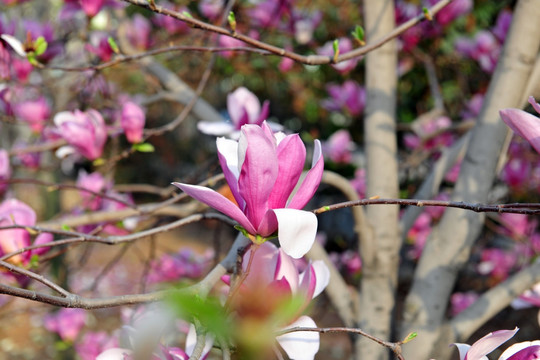 玉兰花树木