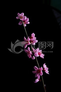 桃花 （1）