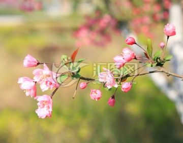 櫻花 花蕾