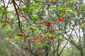 刺桐花