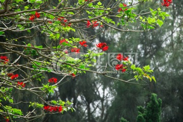 刺桐花