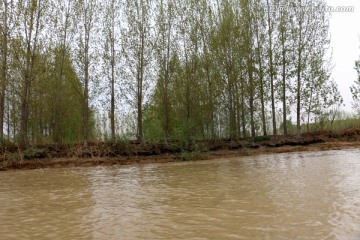 河岸杨树林