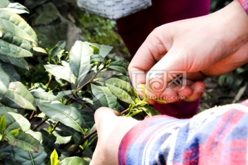 采茶 茶叶 茶园 茶场 茶树