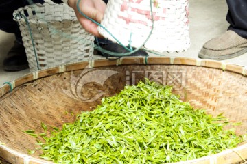 采茶 茶叶 茶园 茶场 茶树