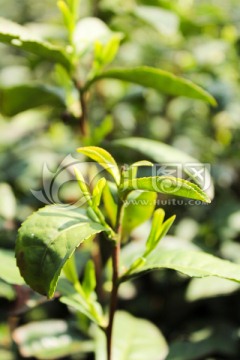 采茶 茶叶 茶园 茶场 茶树