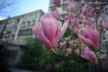 居民楼背景下的粉色广玉兰花树
