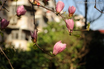 粉色广玉兰花树