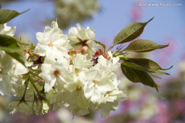 青龙寺 樱花