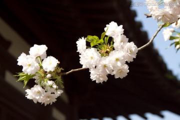 青龙寺 樱花