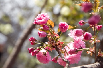 青龙寺 樱花