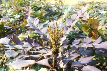 十大功劳植株