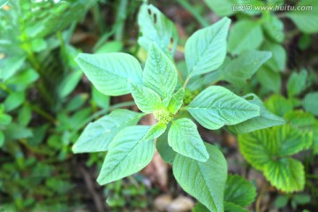 反枝苋 野菜