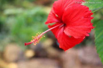 朱槿花 扶桑花