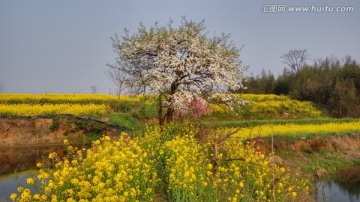 油菜花与梨树