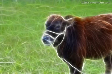 牛圖
